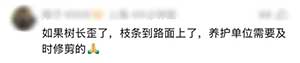 开车撞到树被认定全责！上海一司机喊冤：树杈太长挡路 是树全责