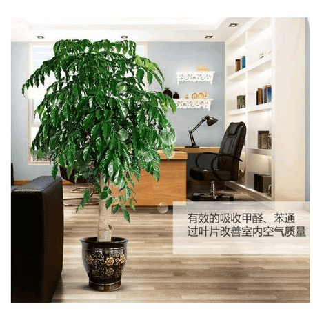 办公室植物风水详解 摆设禁忌  办公室风