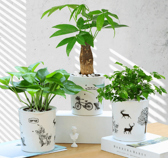 办公室植物风水哪种好 办公室花卉植物风水