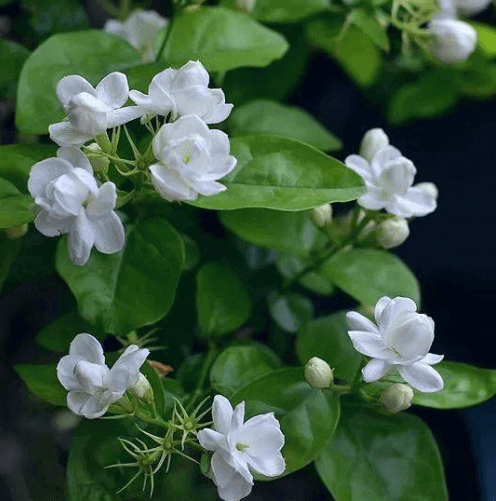 茉莉花在办公室好不好