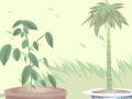 十大阳台招财植物摆件 什么是最合适的
