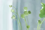 坟墓风水布局需要什么风水法则