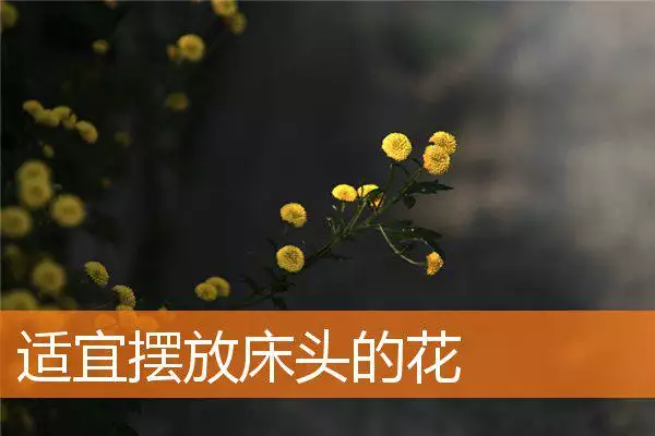 适宜摆放床头的花