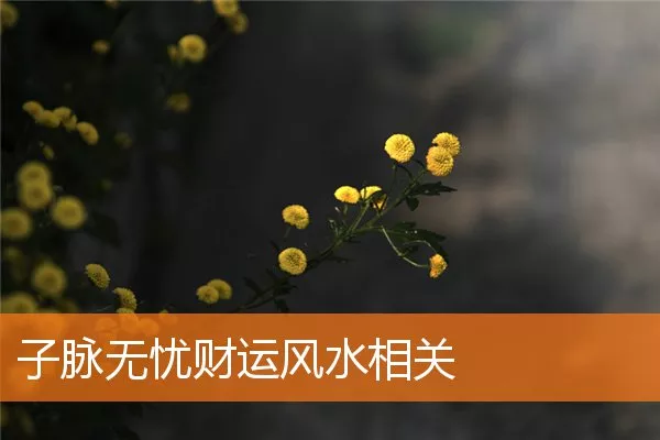 子脉无忧财运风水相关