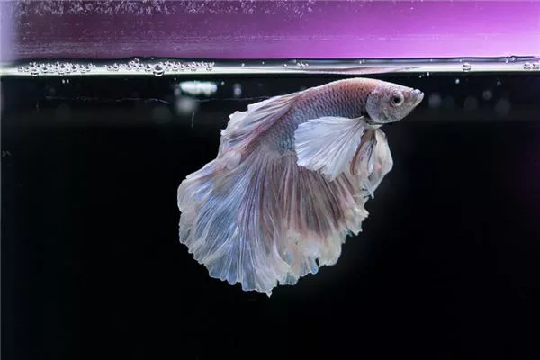 家宅中玄关鱼缸摆放风水