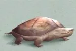 养的乌龟死了8预兆 乌龟死了寓意什么