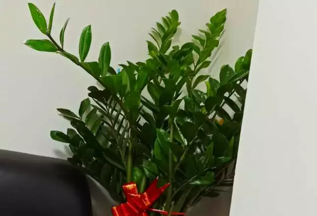 客厅摆放什么植物好