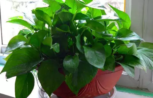 绿植摆放的风水禁忌