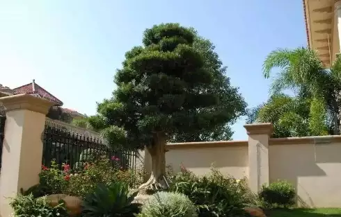 门口种树风水讲究