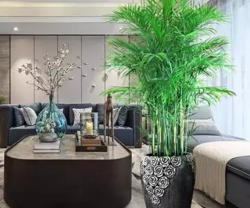 适合摆放在客厅植物