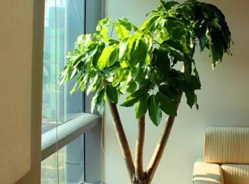 住宅适合摆放什么风水植物