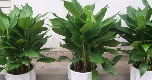 家宅适合摆放什么风水植物