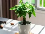 家居中养哪些植物最旺财运