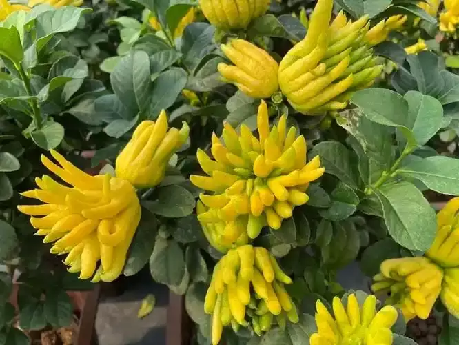 镇宅最吉利的三种花 三种镇宅吉花