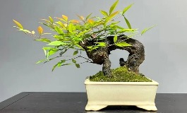 南天竹在家居中的完美位置，增运又增美