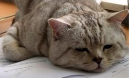 懒癌晚期，谁也别想叫醒的三大装睡星座