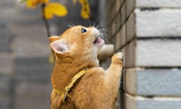 这些星座最喜欢养猫，有你吗？